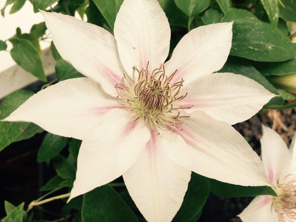 duży, biały kwiat klematisu